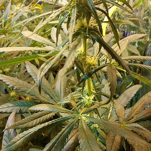 1511145381044969018894069123207