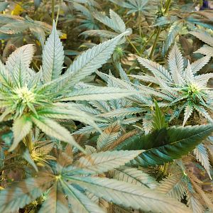 15111454214574146681343826158844