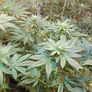 15111454728216328168695470944122