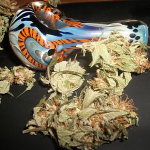 Cookies (white pheno)