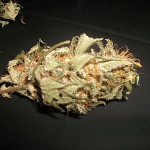 Cookies (white pheno)