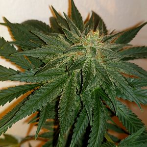 15133888358403270508252483585777