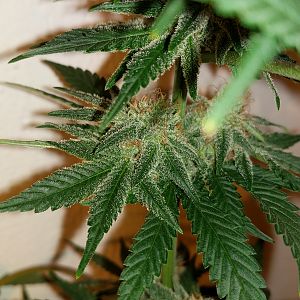 15133889298891908187344964421015