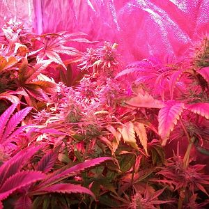 Passion #1 x FruitBowl tops taken down