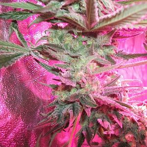 FruitBowl x TrainWreck