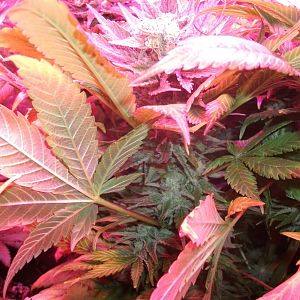 FruitBowl x SuperSkunk