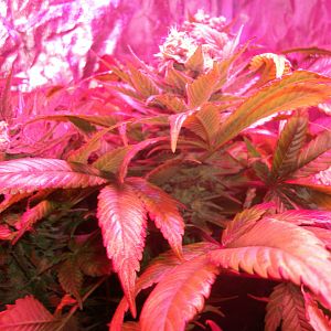 FruitBowl x SuperSkunk