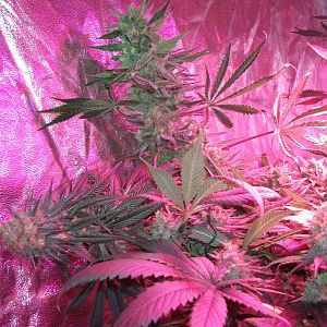 FruitBowl x TrainWreck