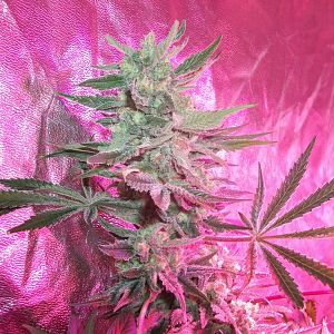 FruitBowl x TrainWreck