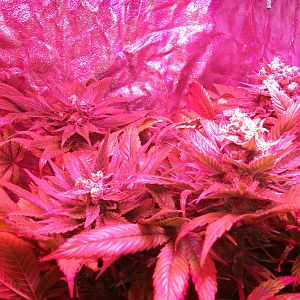 FruitBowl x SuperSkunk