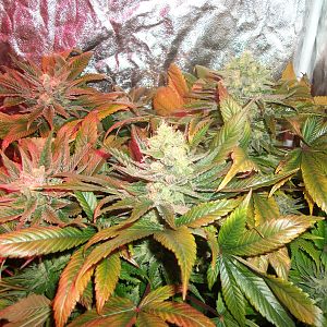 FruitBowl x SuperSkunk