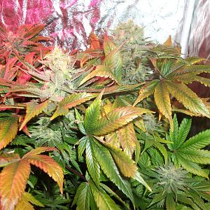 FruitBowl x SuperSkunk