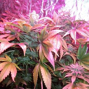 FruitBowl x SuperSkunk