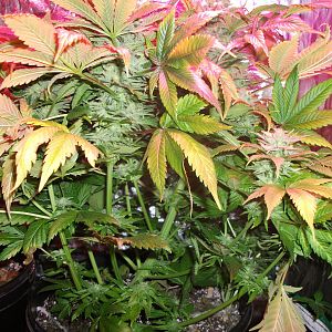 FruitBowl x SuperSkunk