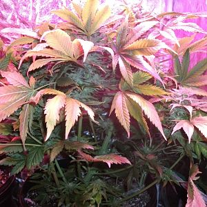 FruitBowl x SuperSkunk