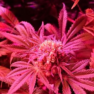 FruitBowl x SuperSkunk Male