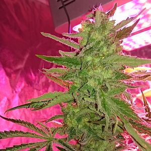 FruitBowl x TrainWreck