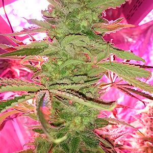 FruitBowl x TrainWreck