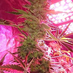 FruitBowl x TrainWreck