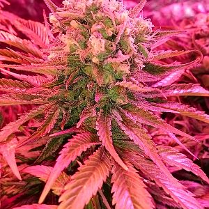 FruitBowl x SuperSkunk