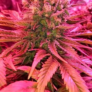 FruitBowl x SuperSkunk