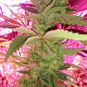 FruitBowl x Trainwreck