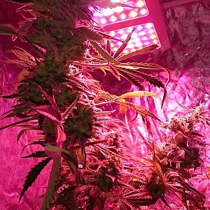 FruitBowl x Trainwreck