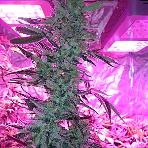 FruitBowl x Trainwreck