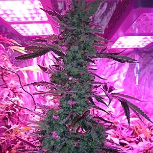 FruitBowl x Trainwreck