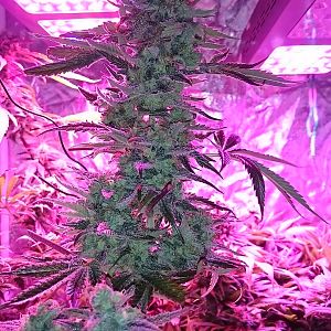 FruitBowl x Trainwreck