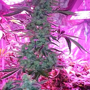 FruitBowl x Trainwreck