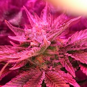 FruitBowl x SuperSkunk