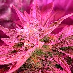 FruitBowl x SuperSkunk