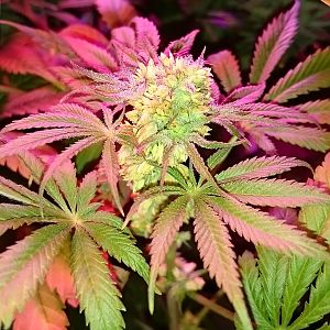 FruitBowl x SuperSkunk Male