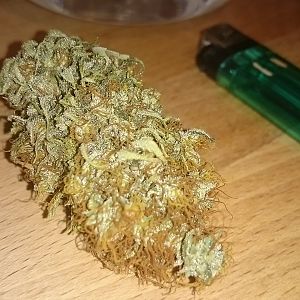 Passion #1 x FruitBowl