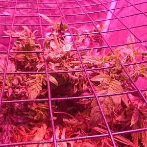 Scrog Day 0