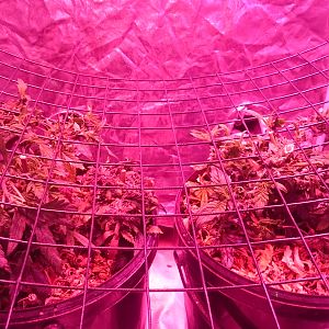 Scrog Day 0