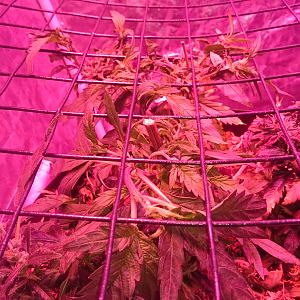 Scrog Day 0