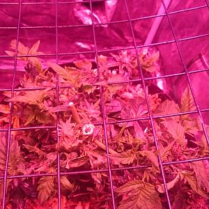 Scrog Day 0