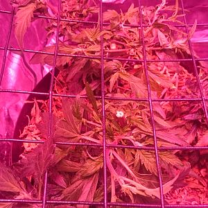 Scrog Day 0
