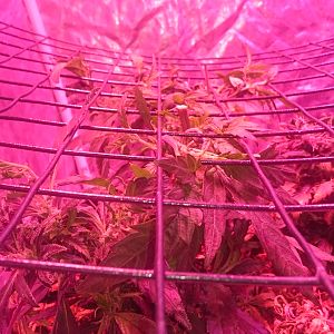 Scrog Day 0