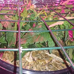 Scrog Day 7