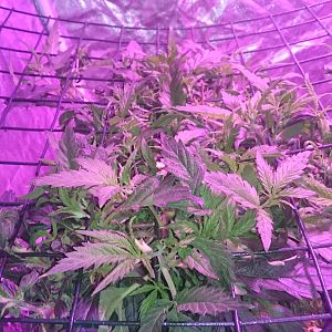 Scrog day 13
