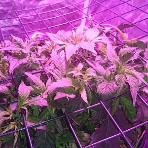 Scrog day 13