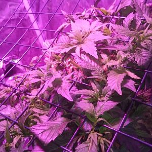 Scrog day 13