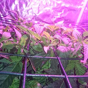 Scrog day 13