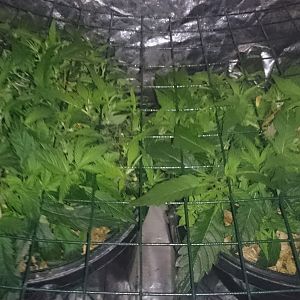 Scrog day 13