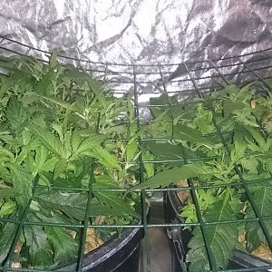 Scrog day 13