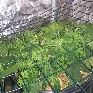 Scrog day 13