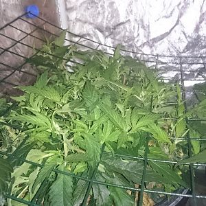 Scrog day 13